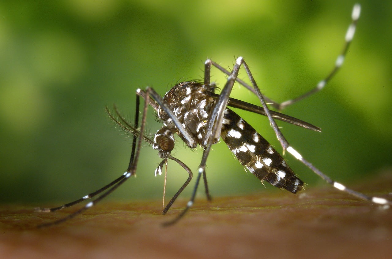 tiger denge mosquito