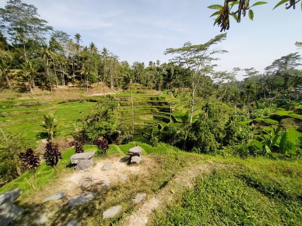 Tegallalang view from cafe Dewi