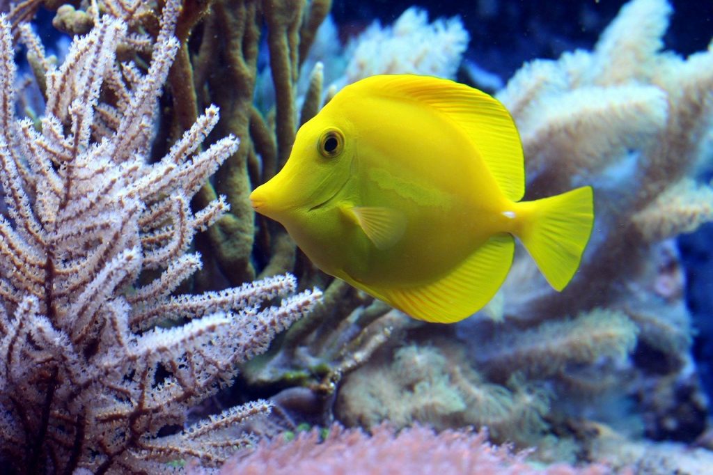 diving colourful fish