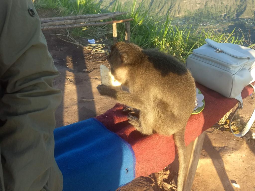 Monkey eating at mount batur