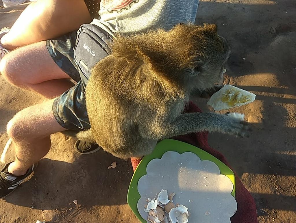 Monkey sitting next to us eating a banana sandwich