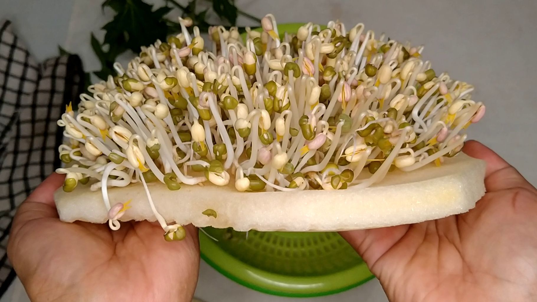How to make green bean sprouts