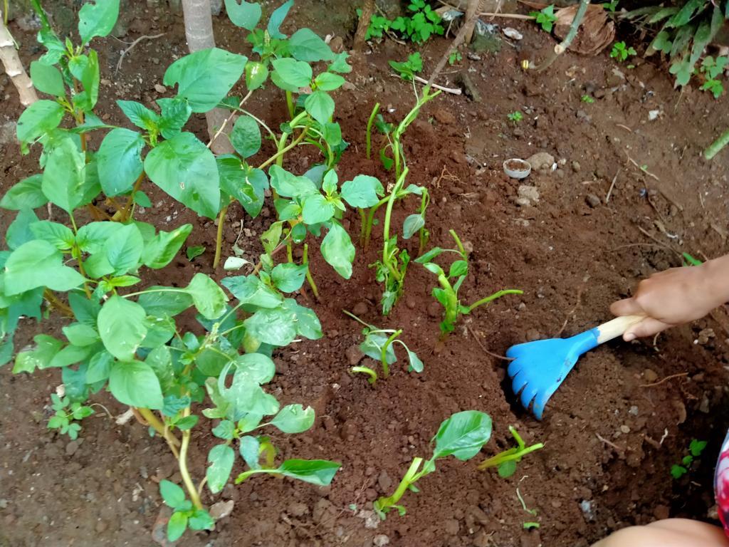 growing vegetables at home