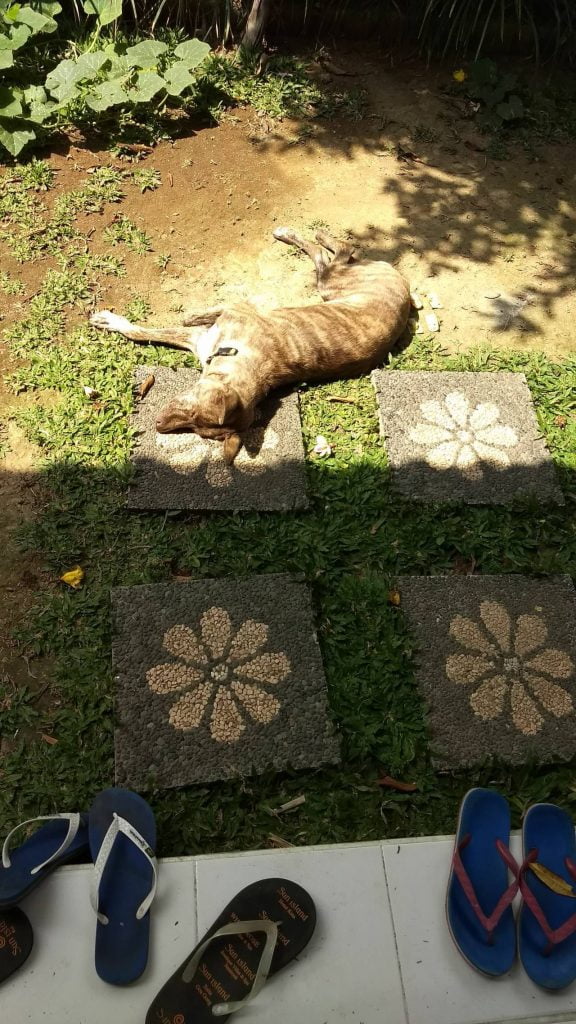 Bali hond zonnen TaleTravels