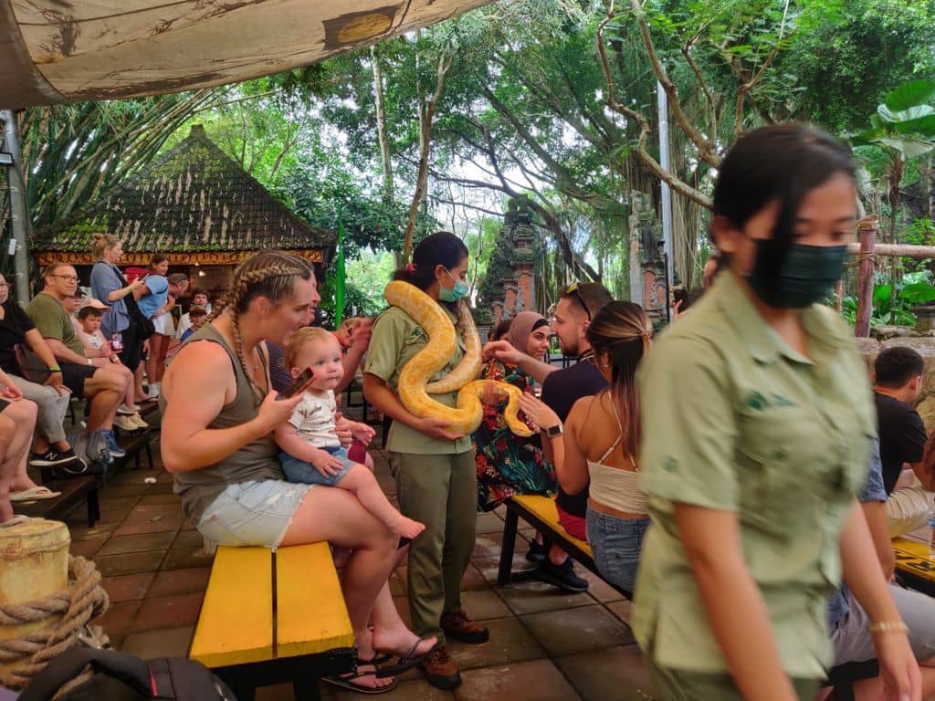 albino python animal show bali safari