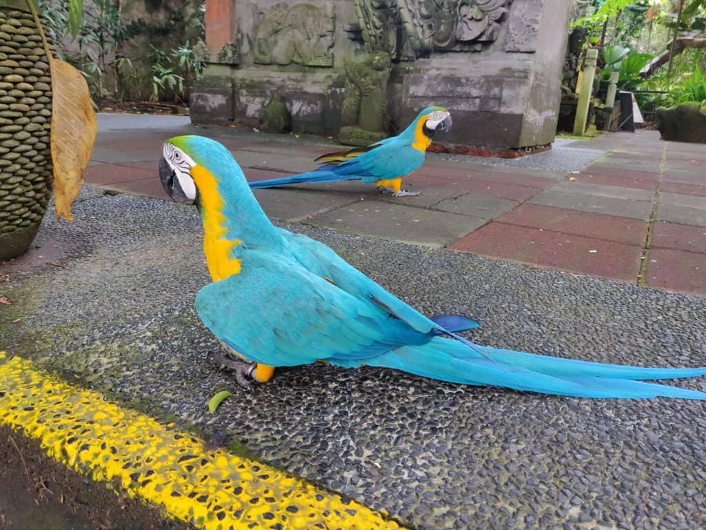 free birds in bali safari park