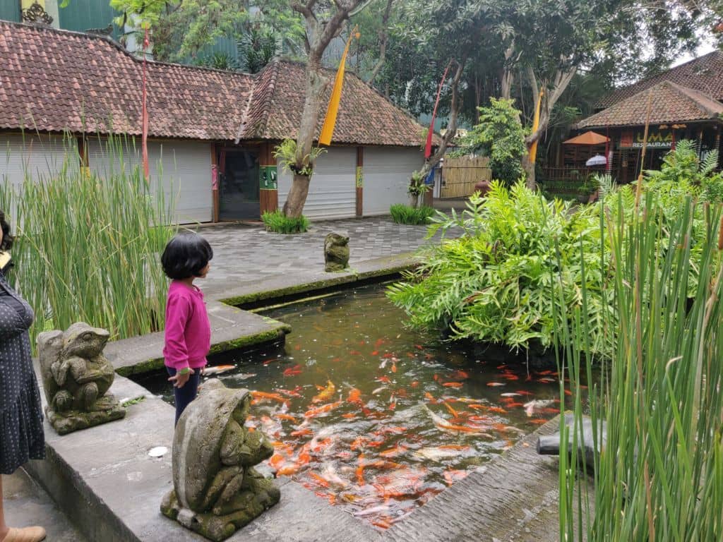 Koi pond