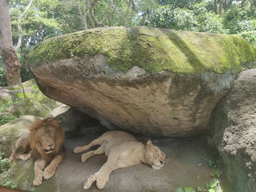 lazyu lions in bali safari