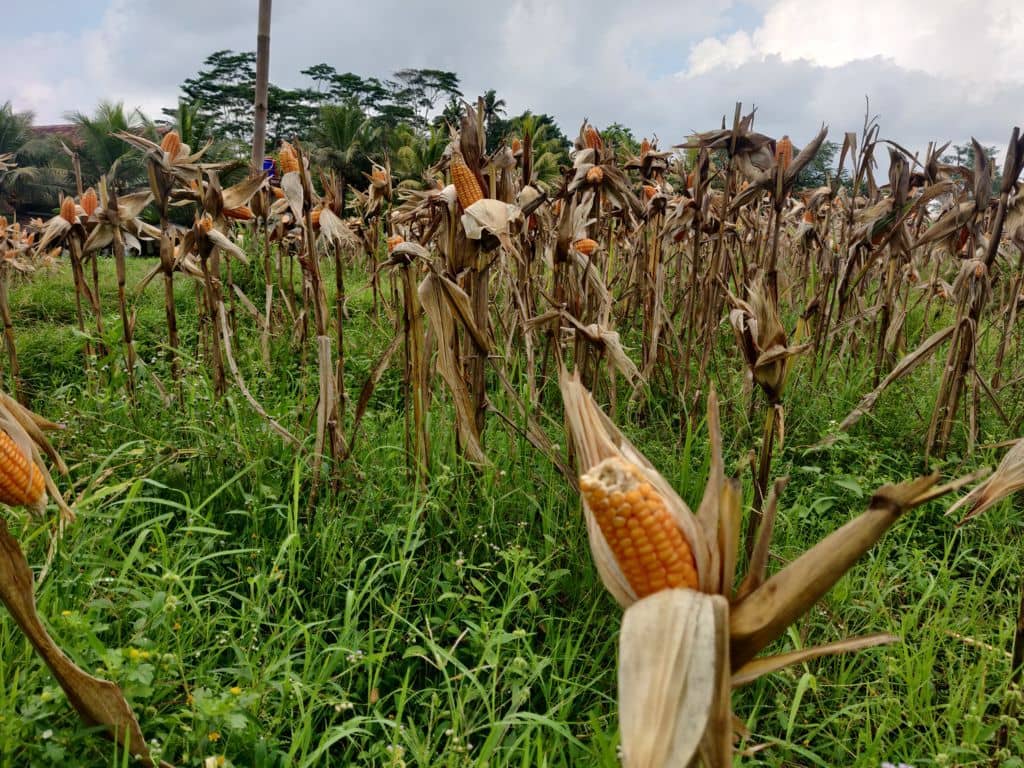 orange corn cob field at kopi klotok