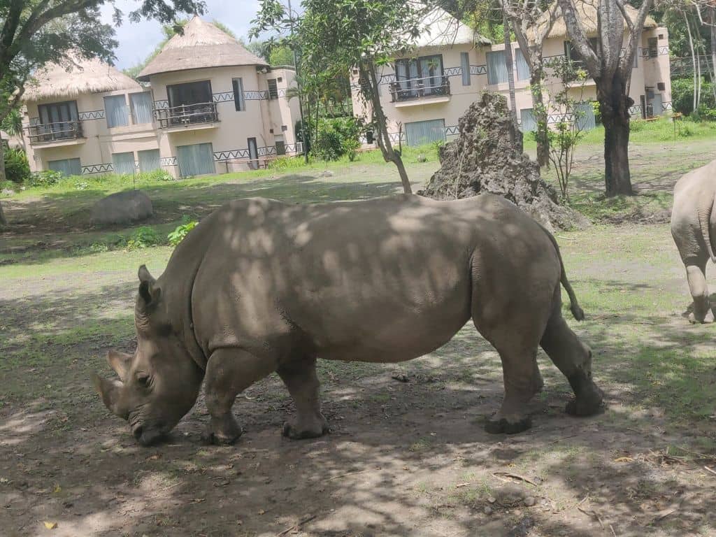 Rhinos Bali safari