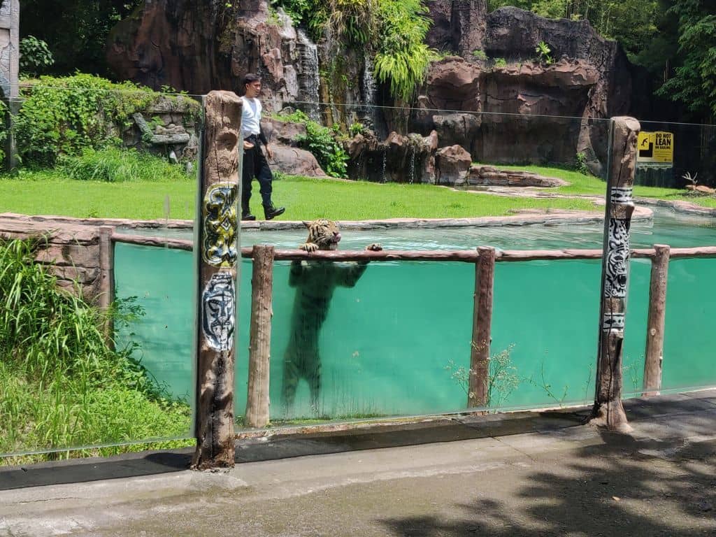 tiger swimming in bali safari park