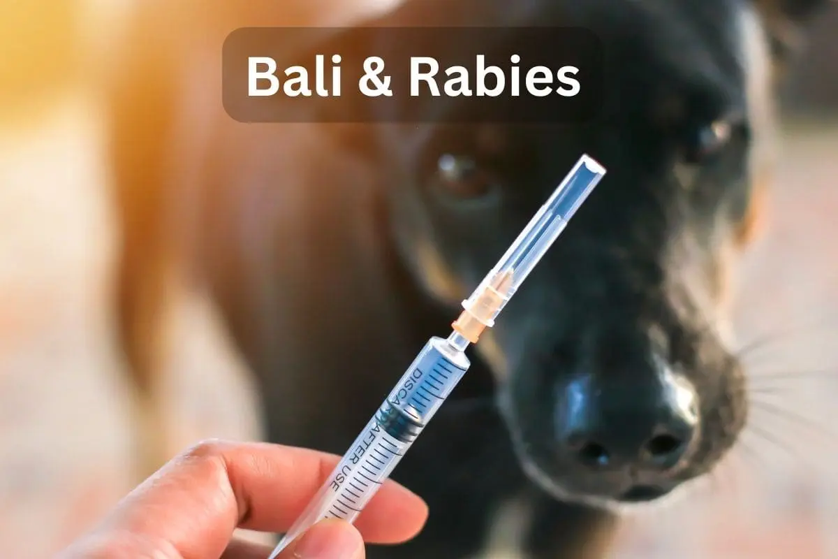 Bali Rabies