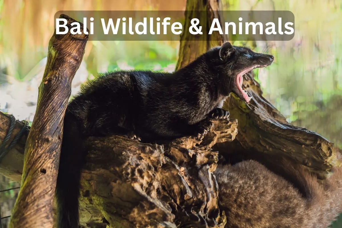 Bali wildlife and animals