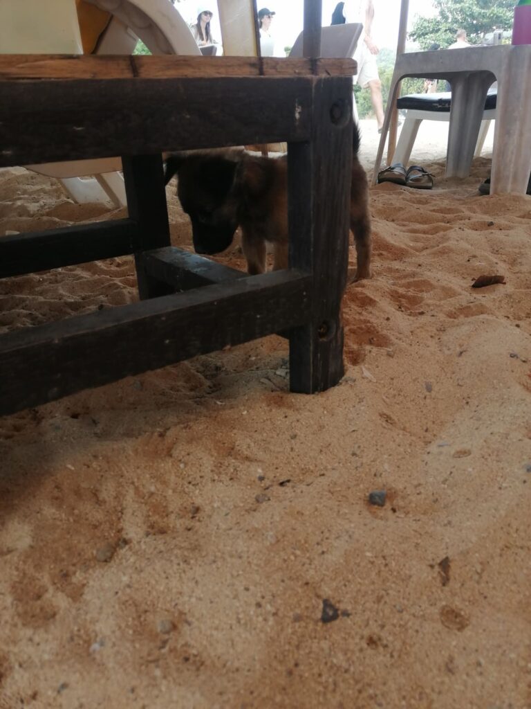 dog on the beach at pattaya