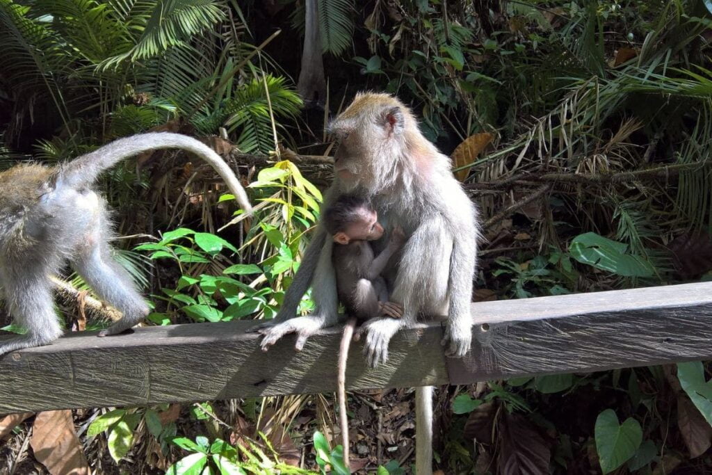 bali monkey forest