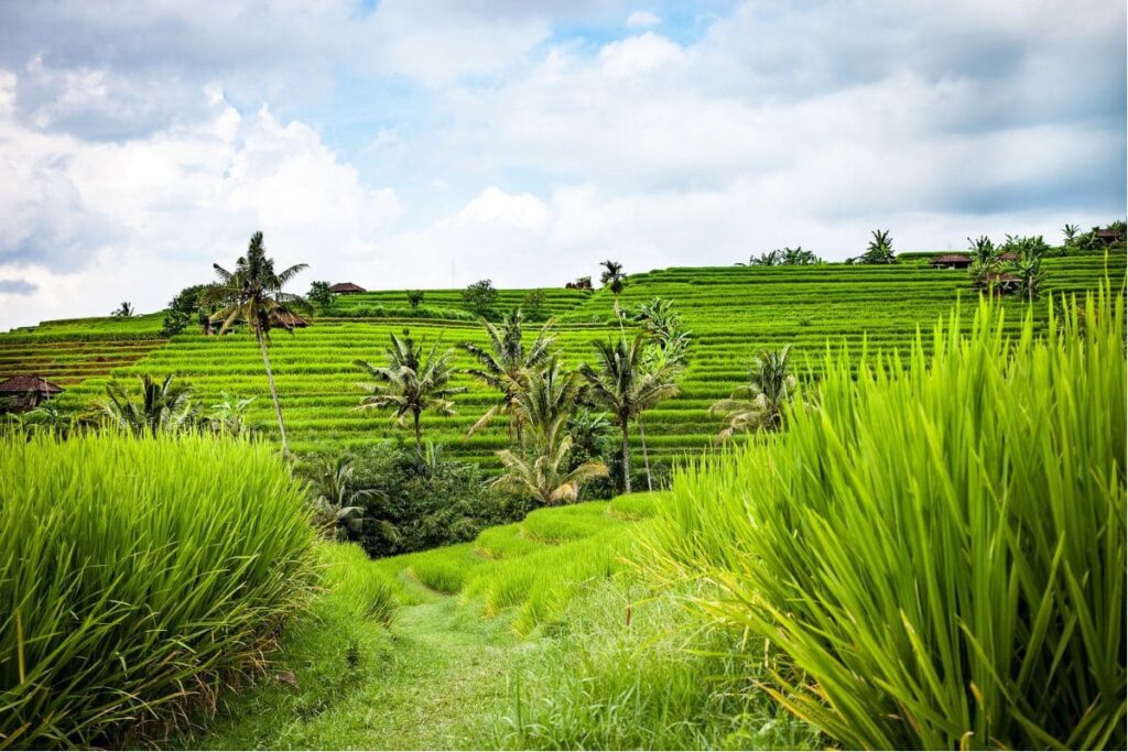 rice terrace bali