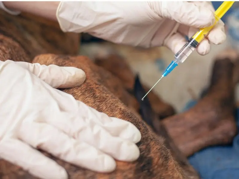 Bali dog getting vaccinated