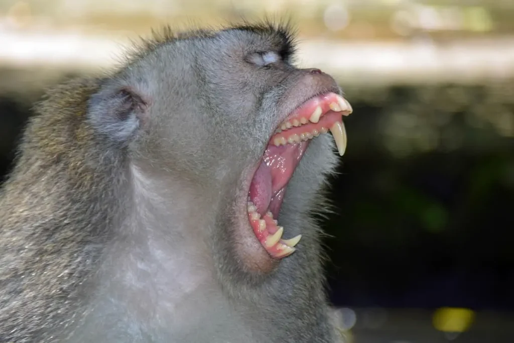 Monkey Ubud teeth