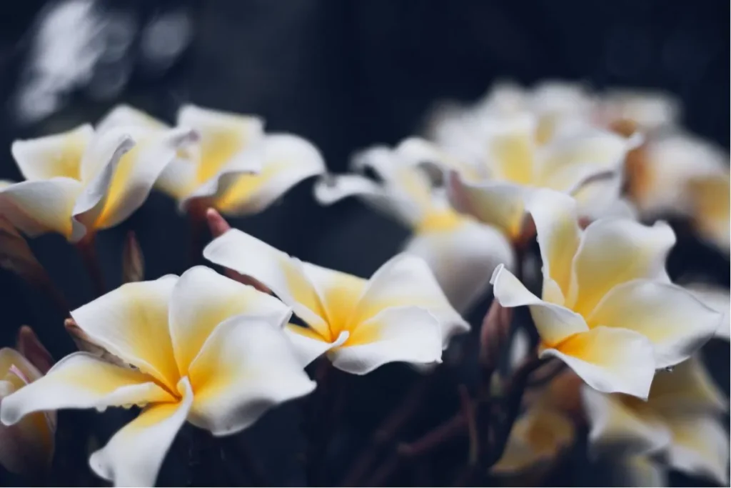frangipani flower