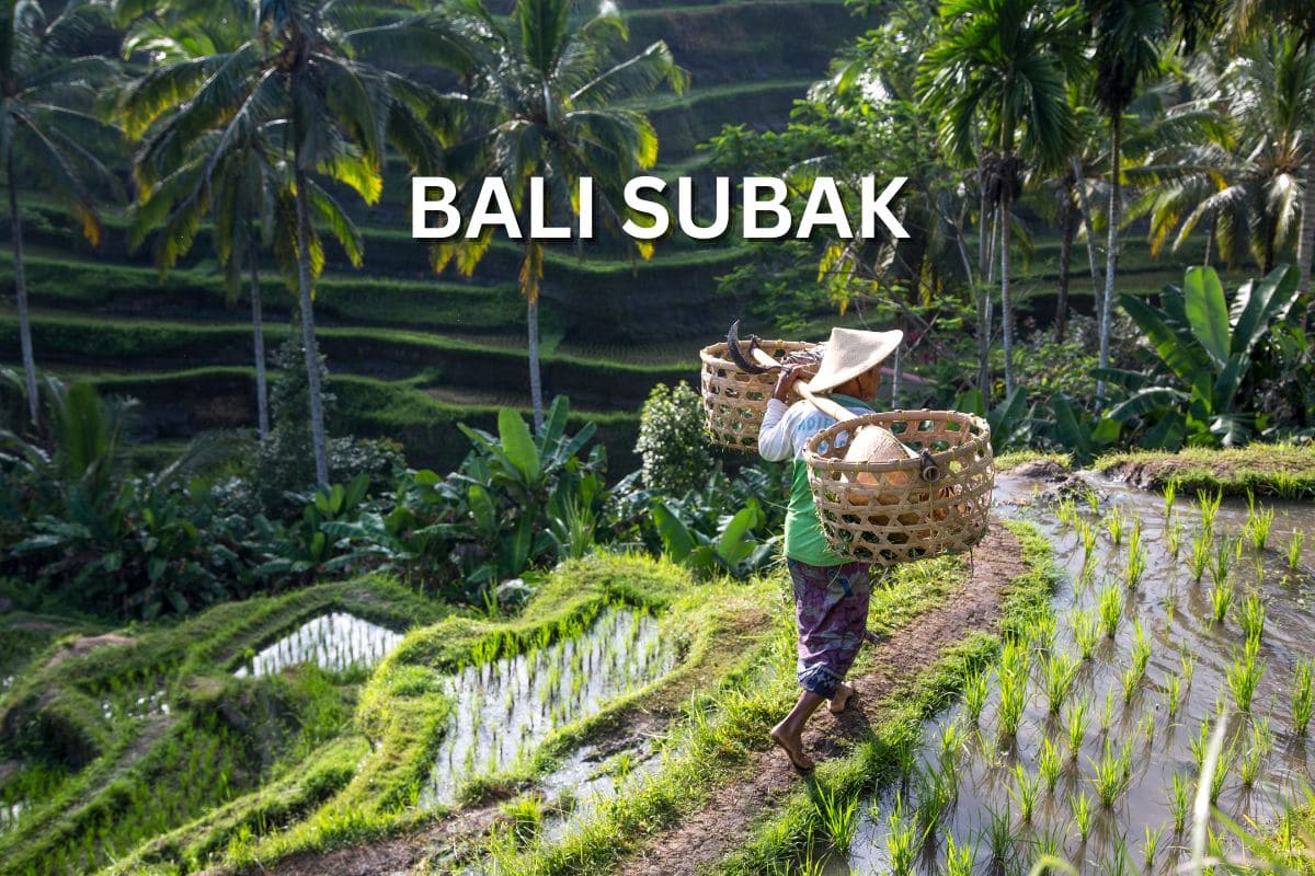 Bali Subak System