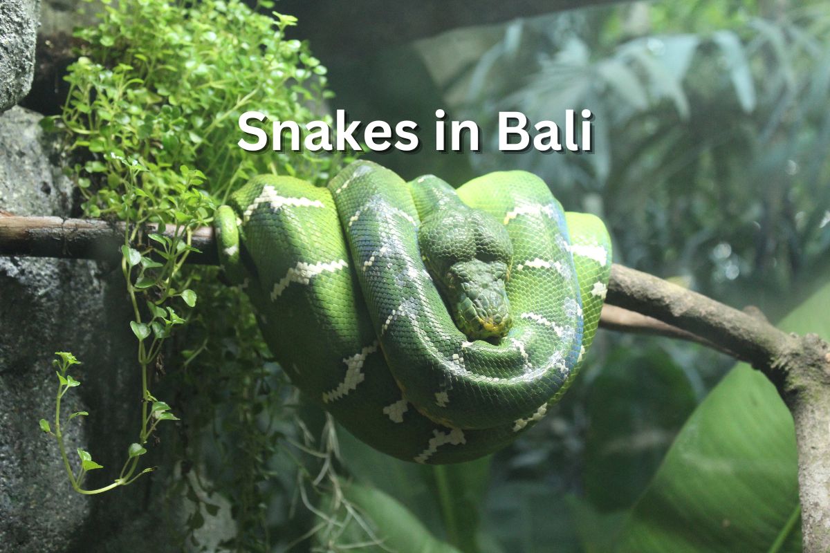 Snakes in Bali
