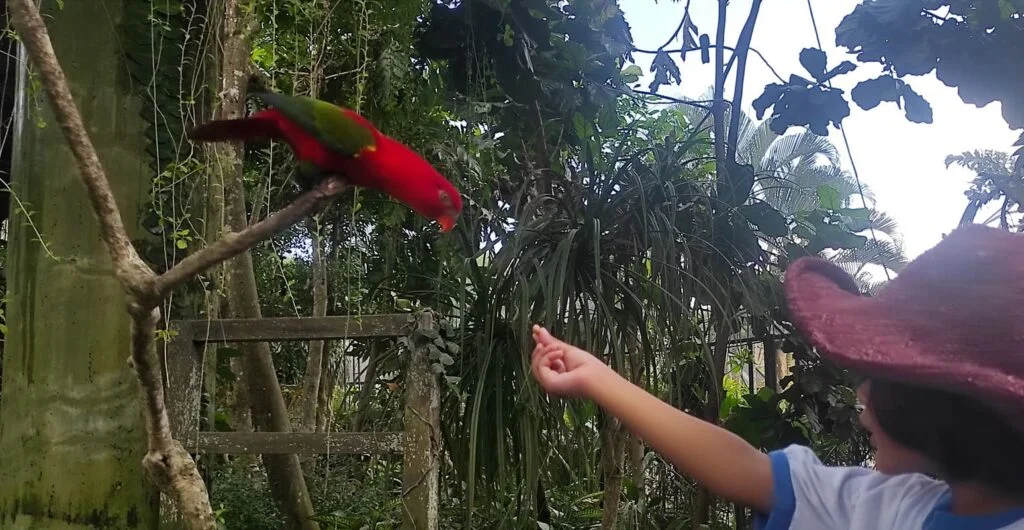 feeding birds