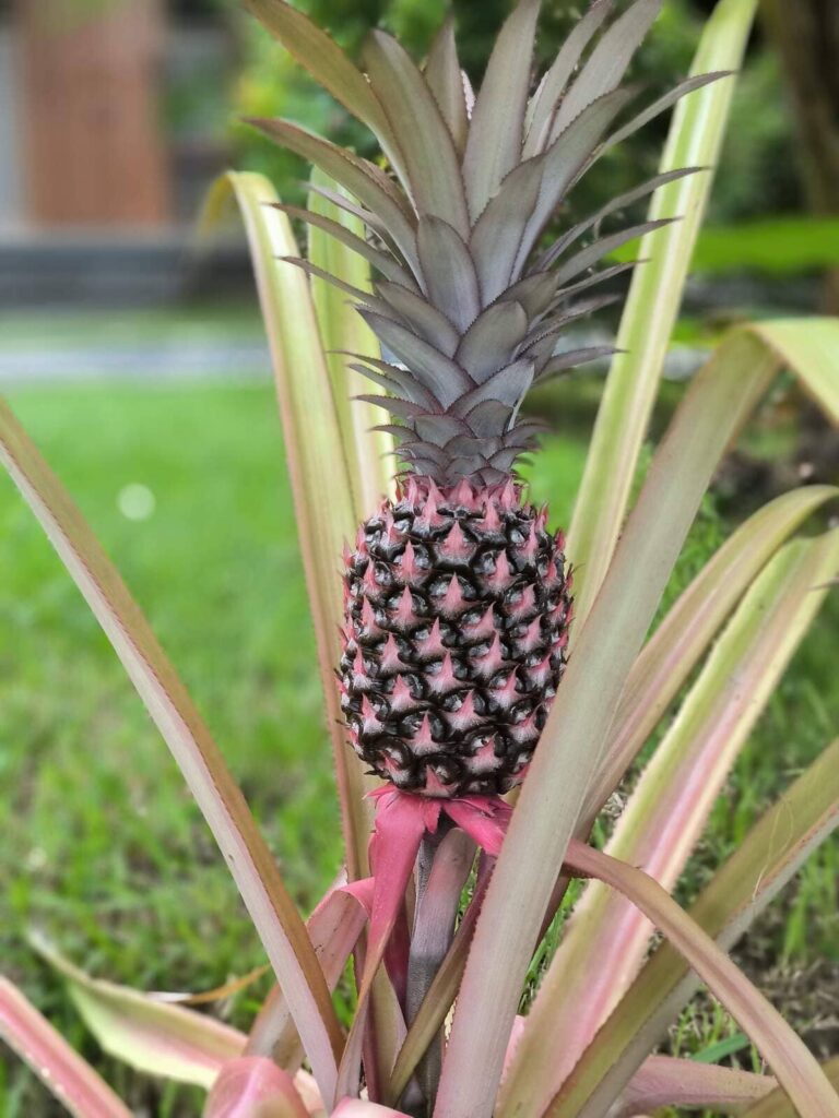 pineapple