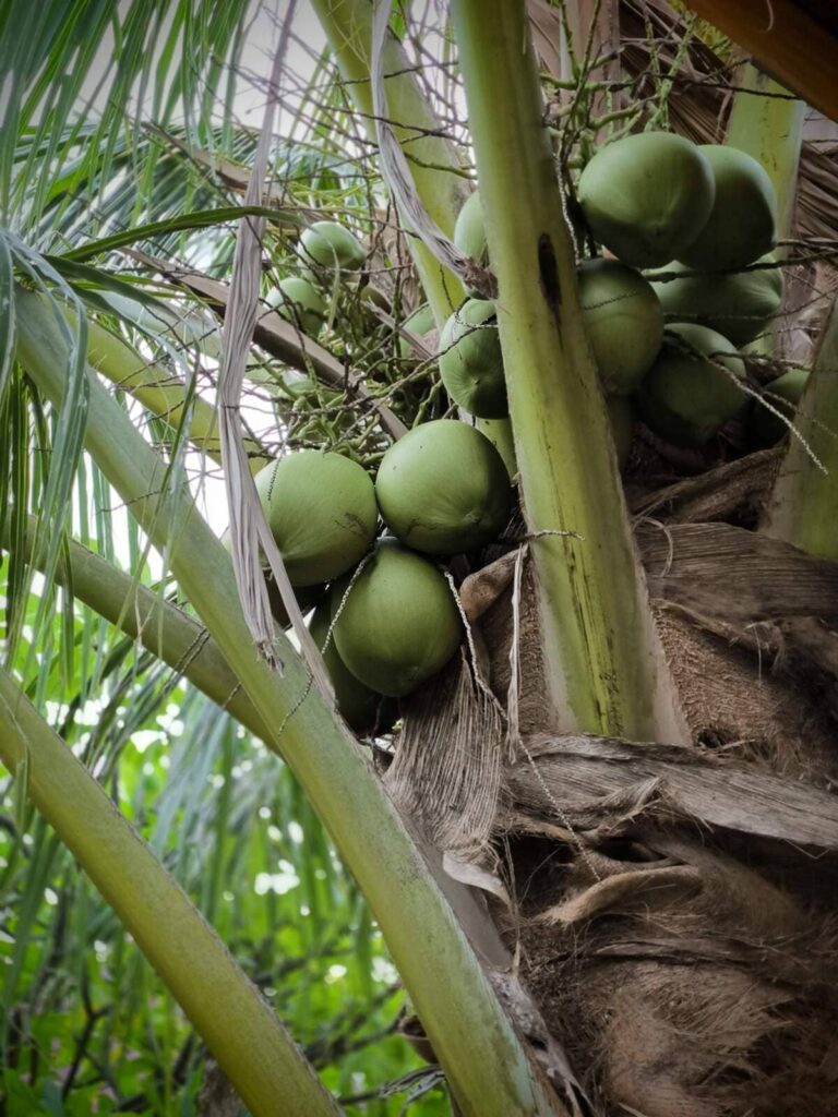 coconut tree