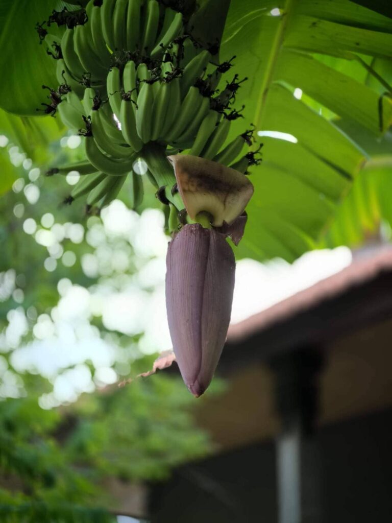 banana flower