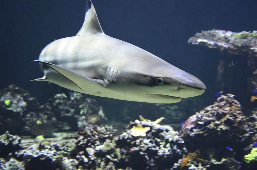 Blacktip reef shark