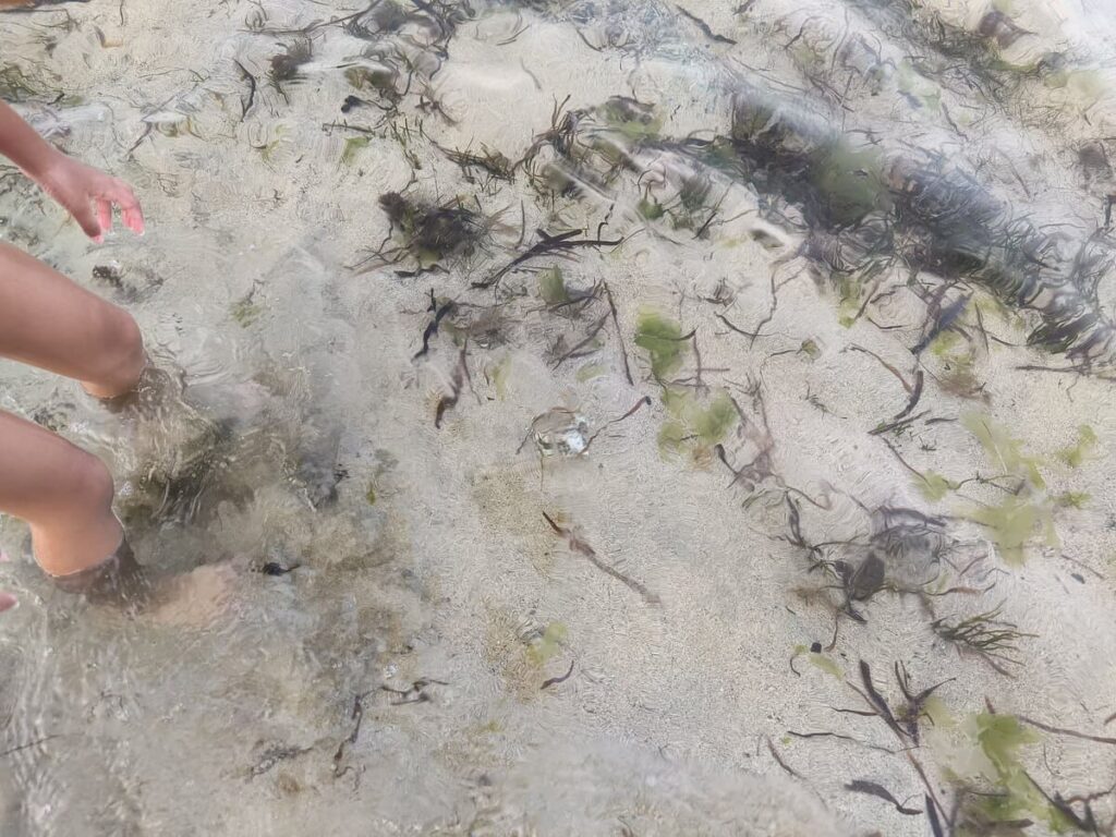 crystal clear water but with some seaweeds