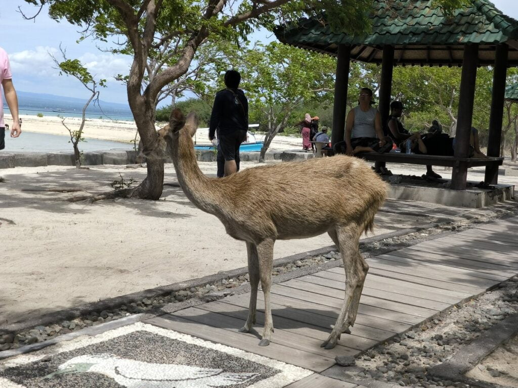 deer at mengjangan island