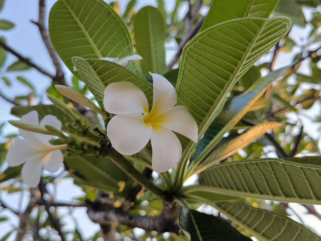 Frangipani flower at nusa dua