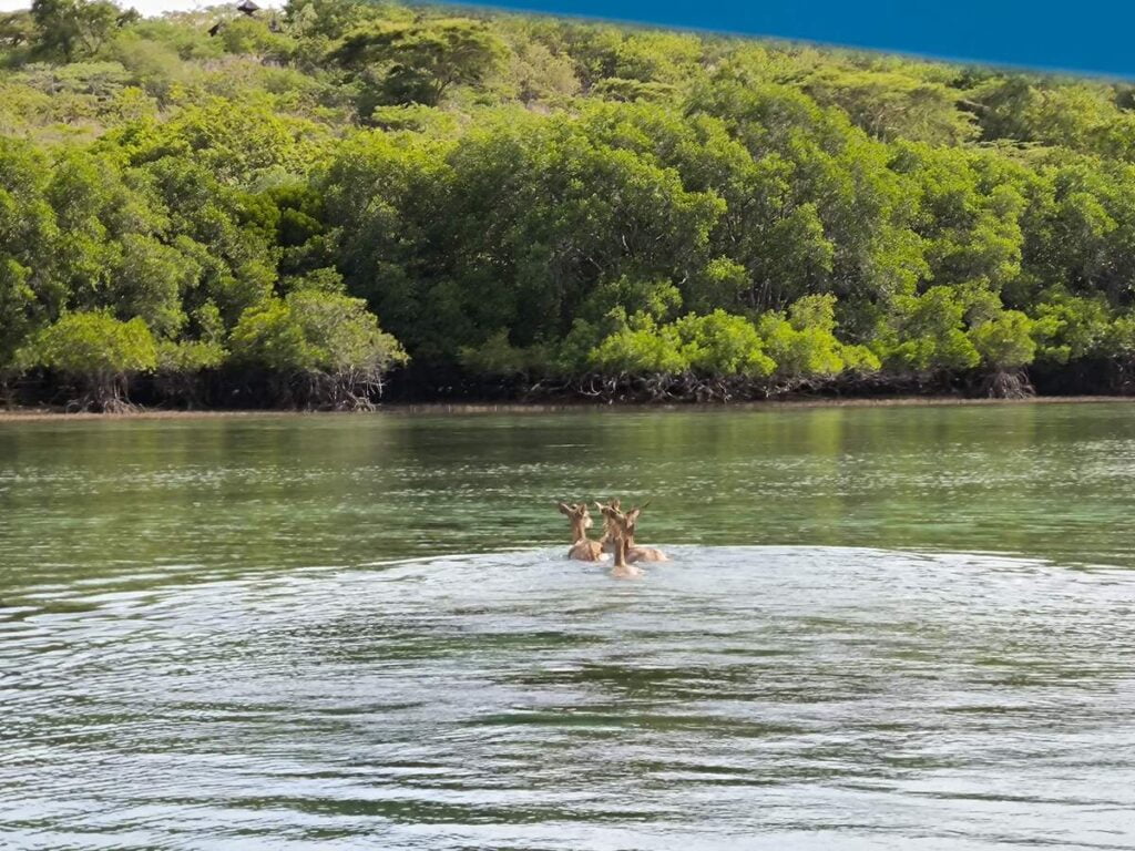 Deers swimming to mengjangan island