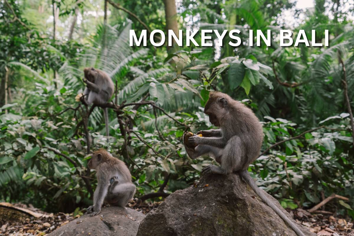monkeys in bali