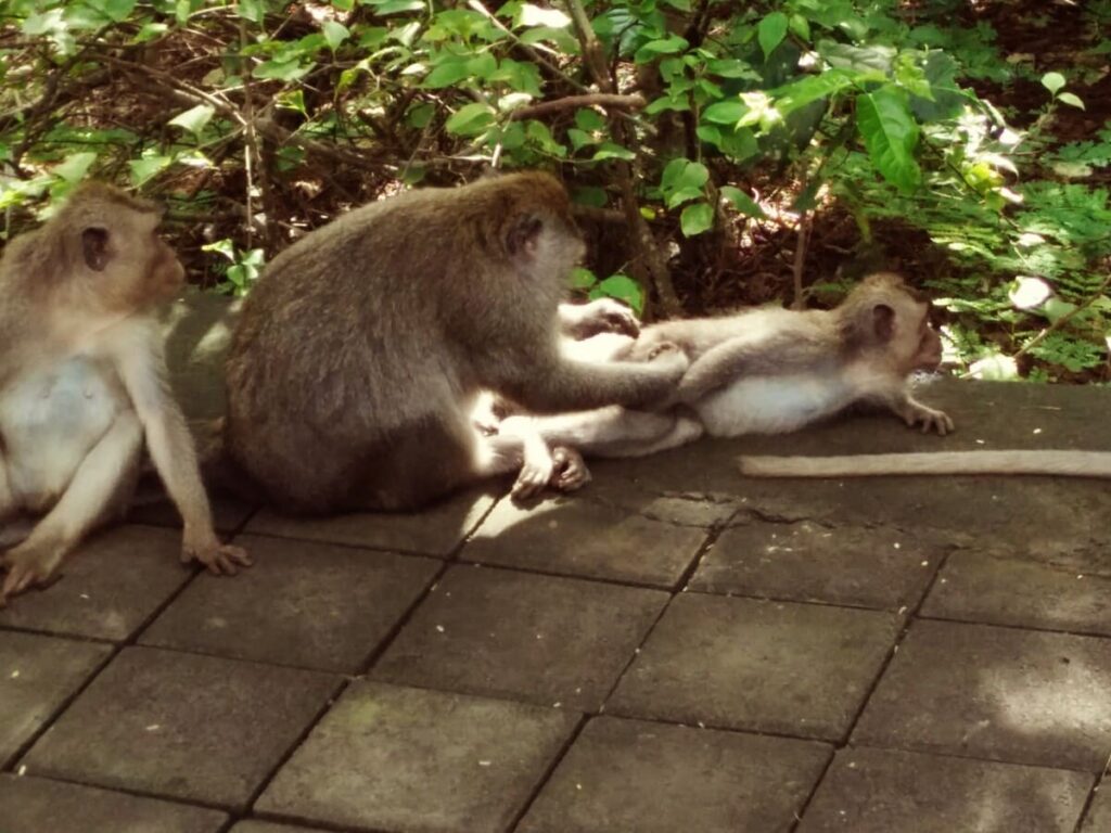 monkey at uluwatu