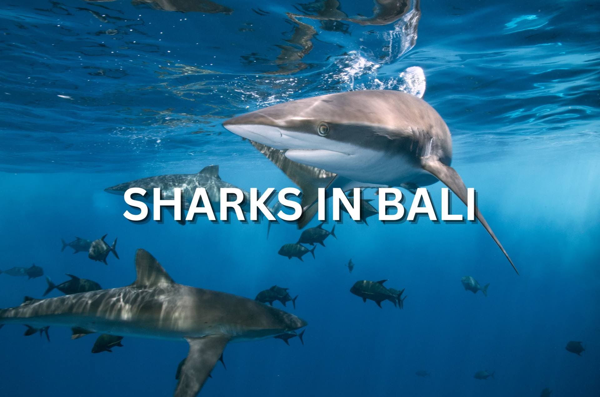 Sharks in Bali
