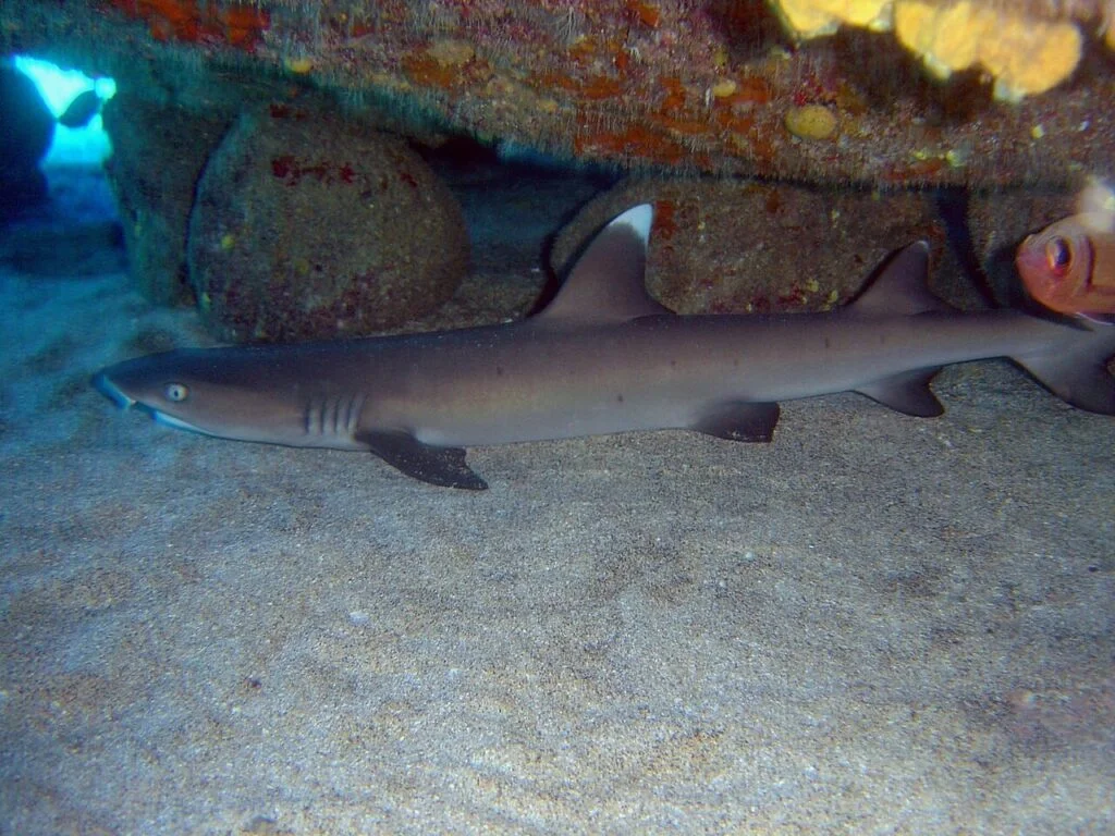whitetip reef shark